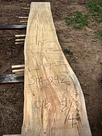 Ambrosia Maple
